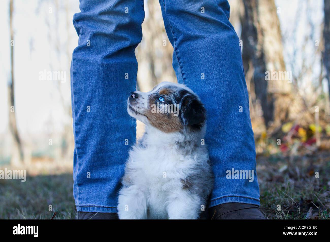 Beautiful juvenile male Blue Merle Australian Shepherd dog puppy sitting at a woman's feet.  Selective focus with blurred background. Looking up. Stock Photo