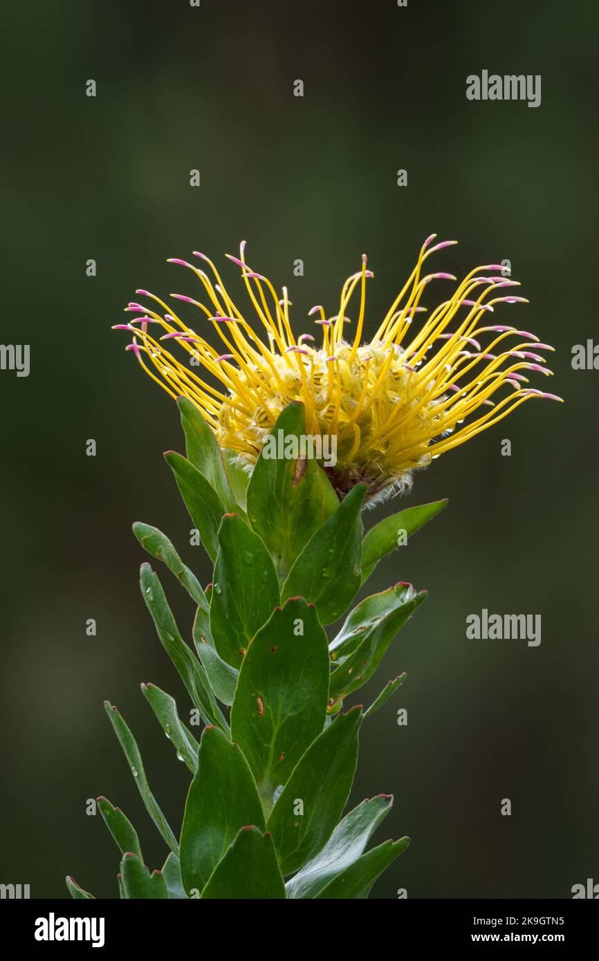 Greyleaf fountain pincushion (Leucospermum grandiflorum) flower. Cape