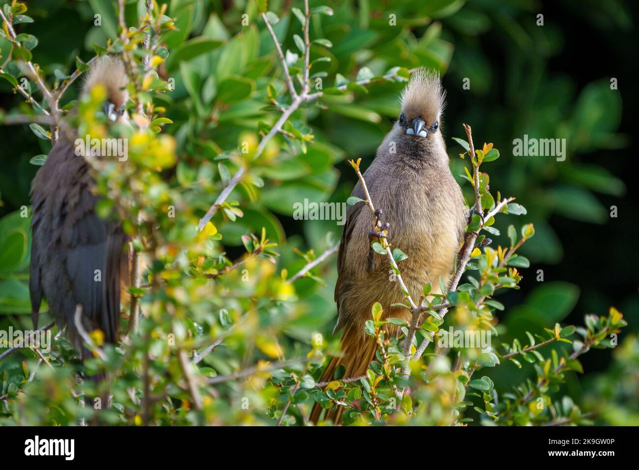 Speckled mousebird (Colius striatus) in a typical pose on a tree branch. Cape Town, Western Cape. South Africa Stock Photo