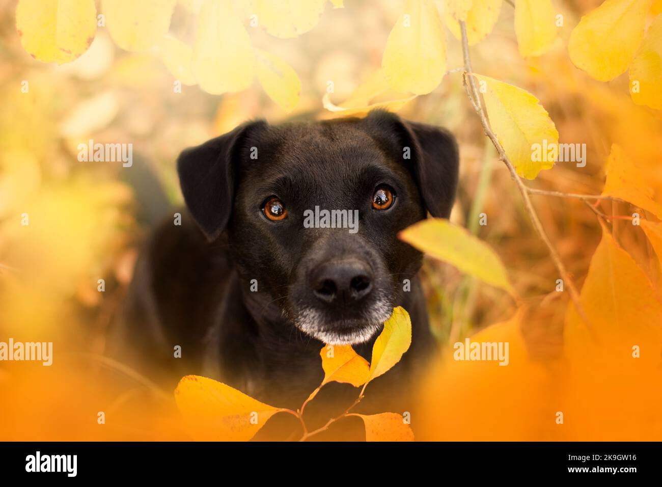 Patterdale terrier. Autumn portrait of a terrier. Helloween Stock Photo