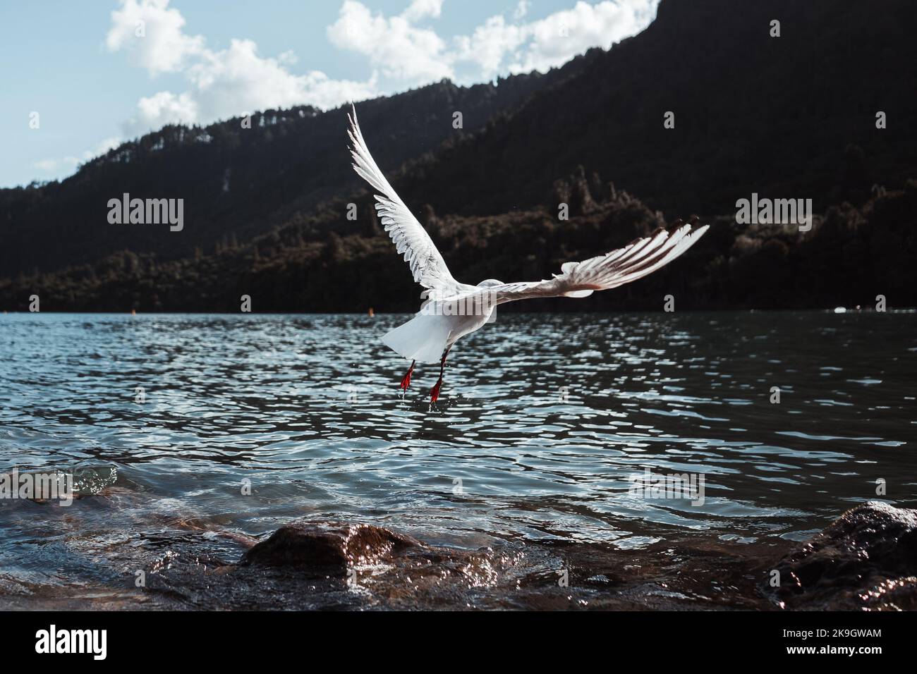 beautiful seagull flying with outstretched wings after emerging from the river water in a quiet place without people in the middle of nature near the Stock Photo