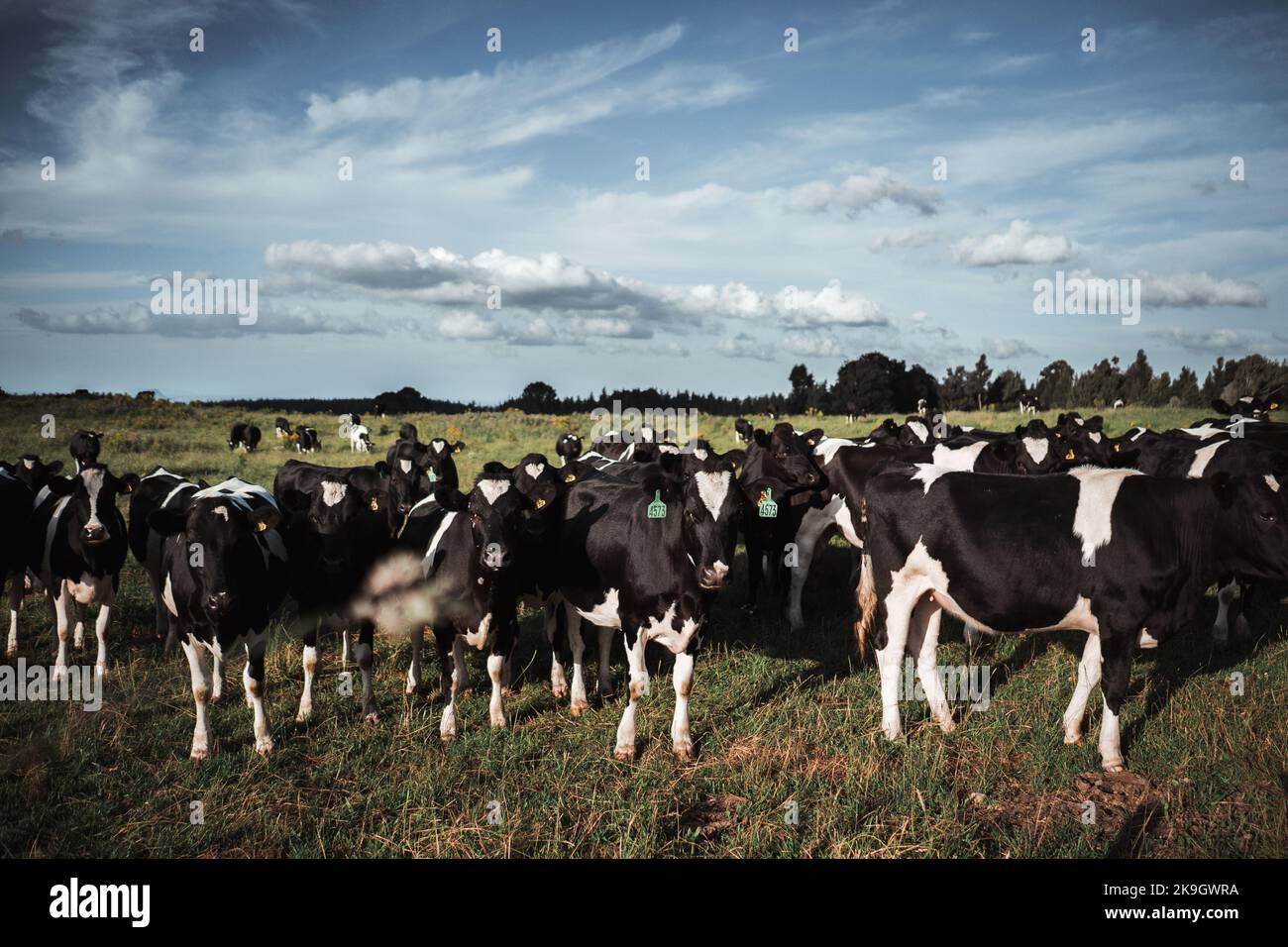 large green grassy meadow with many black and white cows in a quiet
