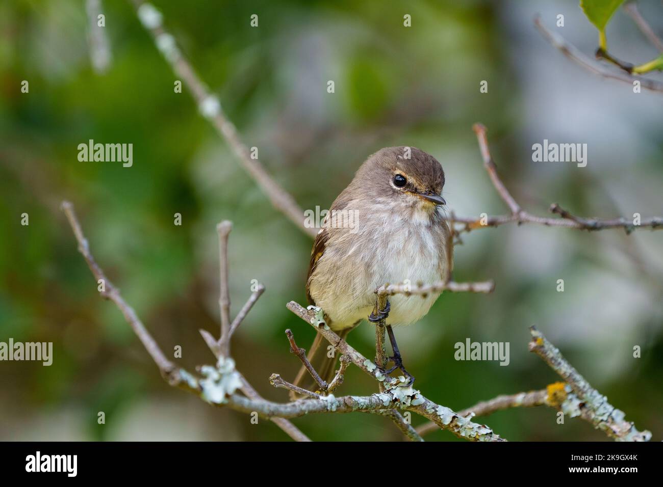 African dusky flycatcher (Muscicapa adusta) perchased on a tree branch. Cape Town, Western Cape. South Africa Stock Photo
