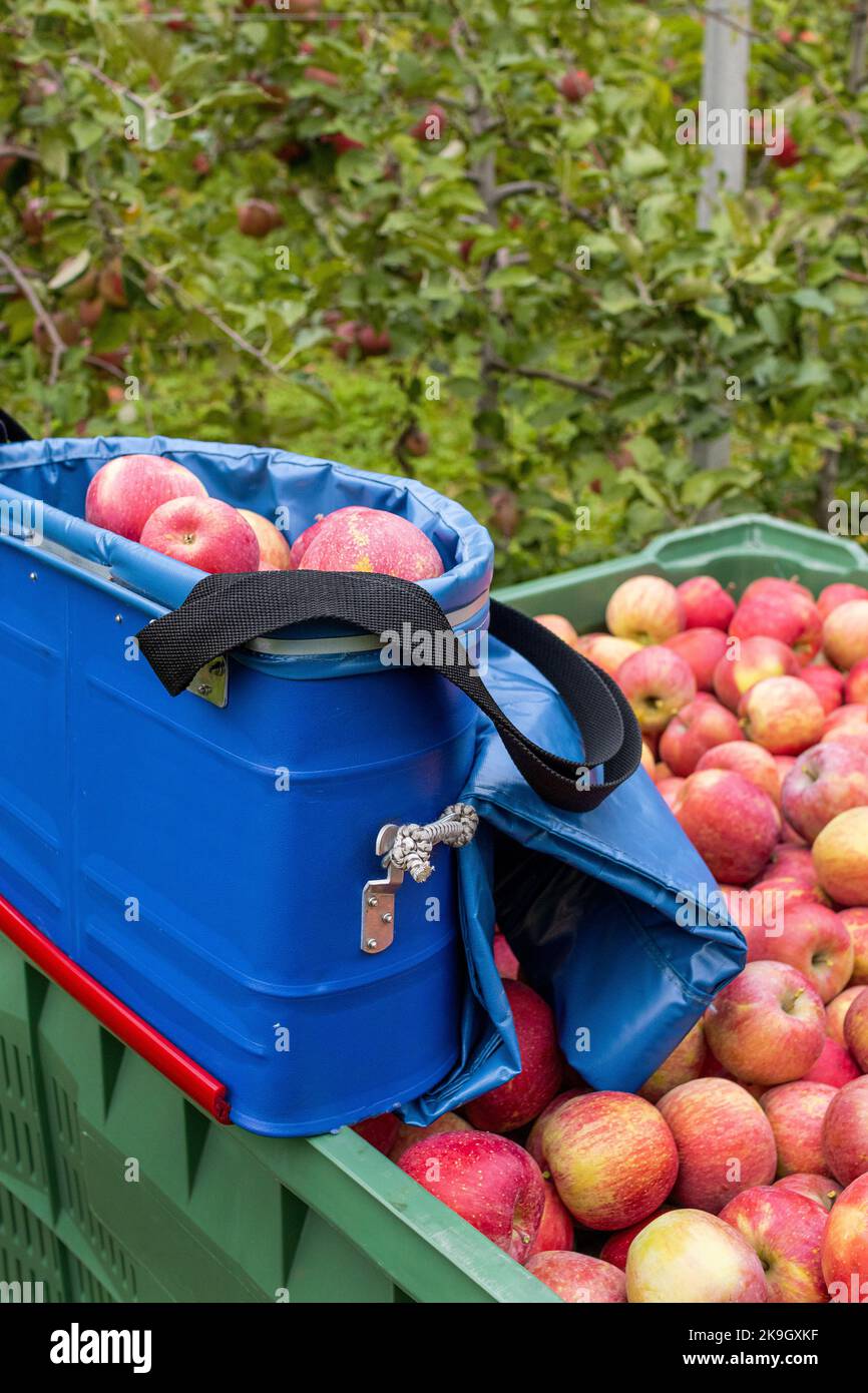 professional fruit picking bag and box full of organic Fuji apples during harvest season in South Tyrol Stock Photo