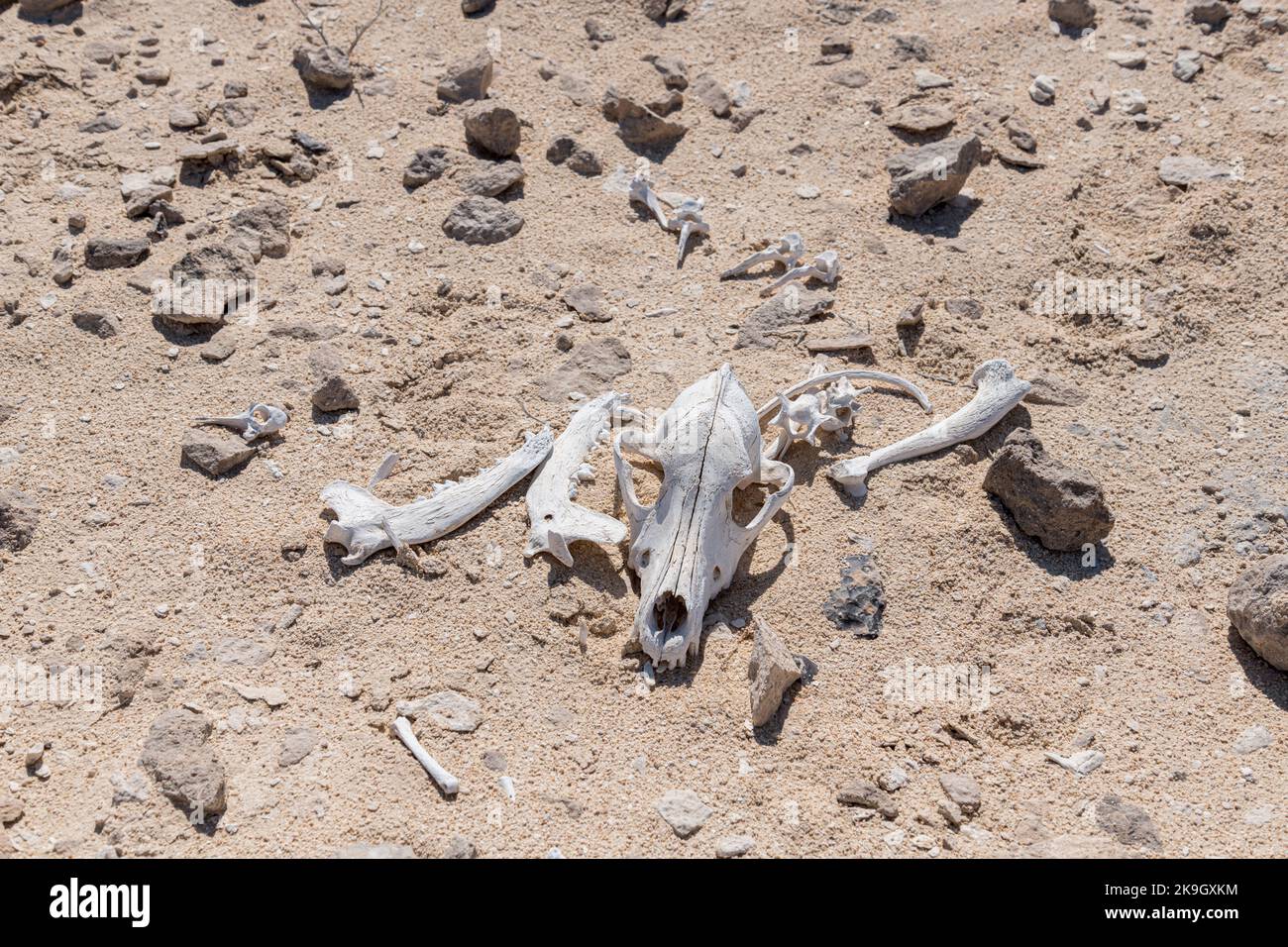 Skull and other bones in the desert of a dead animal Stock Photo