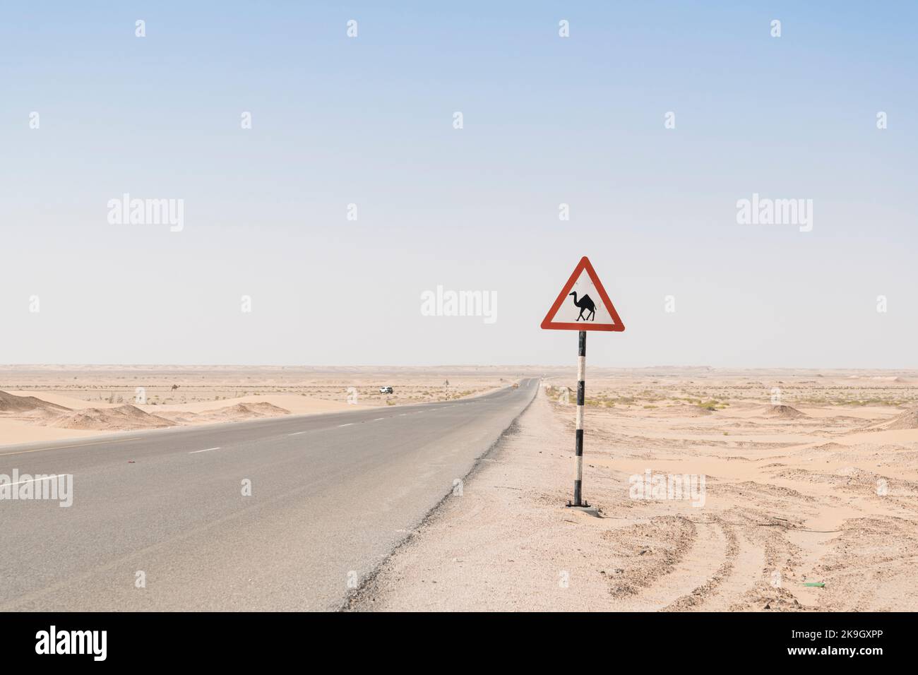 Sign warning of Camels crossing in a rural road in the desert of the Middle East with road going thru the a deserted area, copy space in the sky Stock Photo