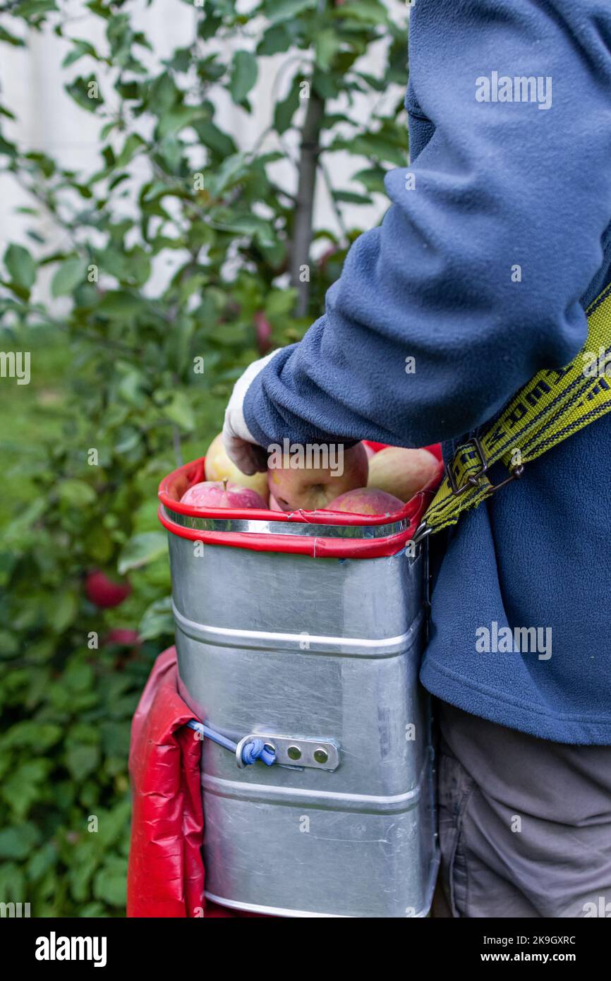 Farm worker hand picking organic Fuji apples using a professional picking bag during harvest season in South Tyrol Stock Photo