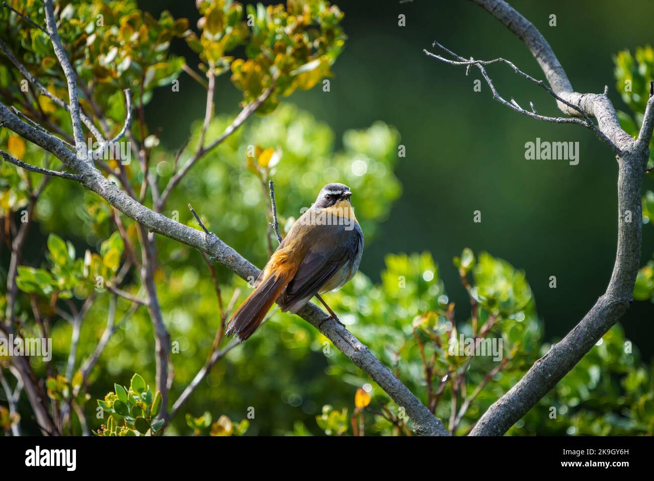 Cape robin-chat (Cossypha caffra). Cape Town. Western Cape. South ...