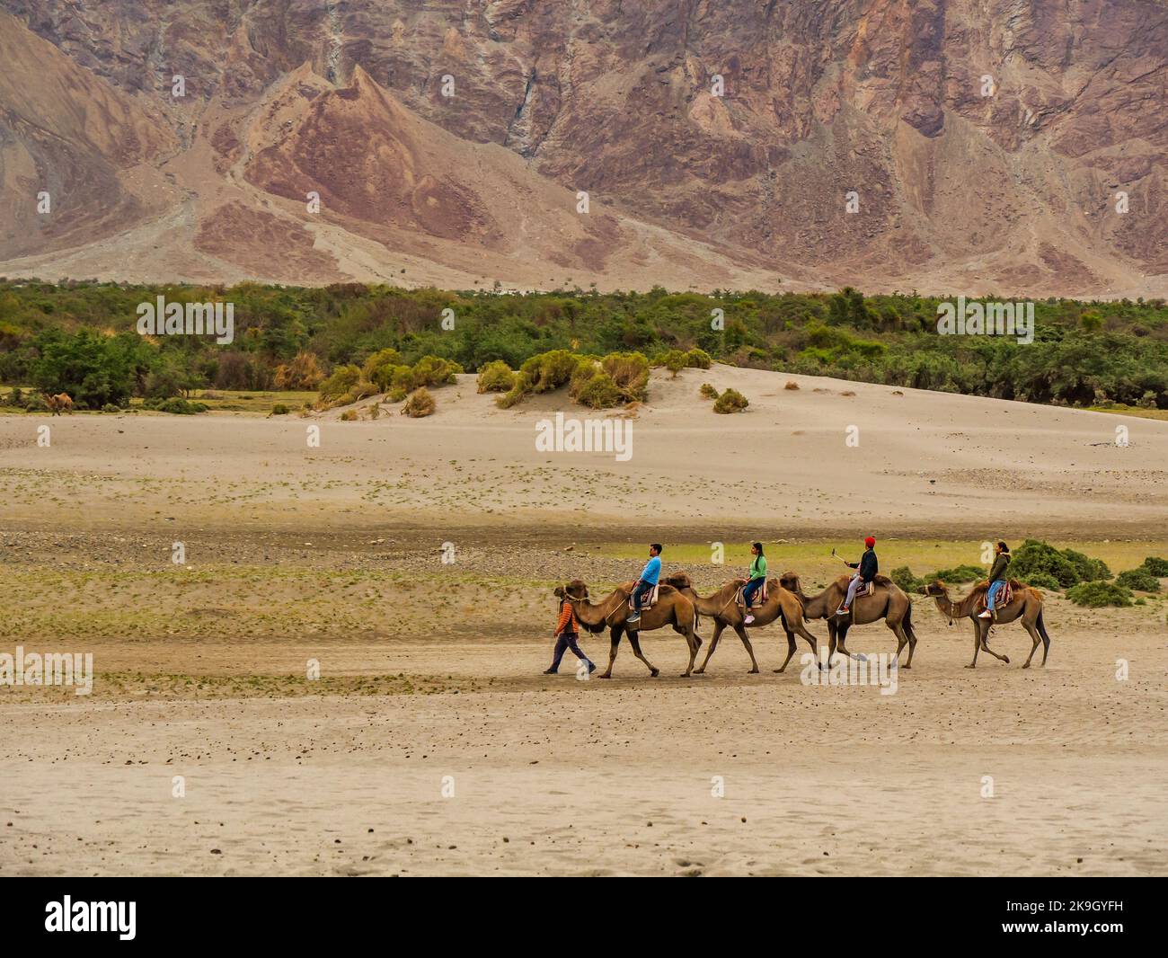 Ladakh, India - June 18, 2022 : Hunder is a village in Leh district of Ladakh, India famous for Sand dunes, Bactrian camels. Tourists love to take ari Stock Photo
