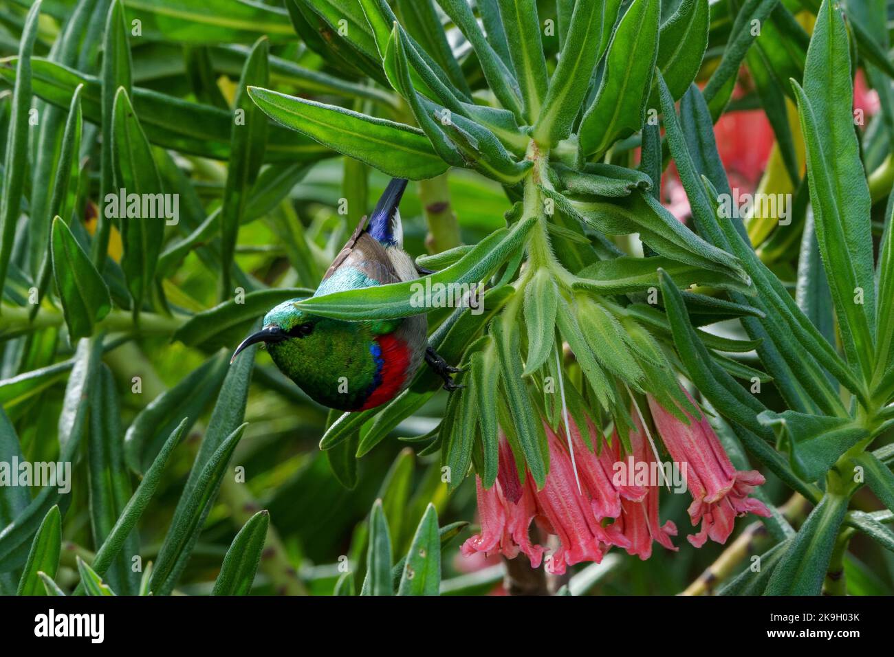 Southern double-collared sunbird or lesser double-collared sunbird (Cinnyris chalybeus) feeding on Gouriqua lobostemon (Lobostemon belliformis) nectar Stock Photo