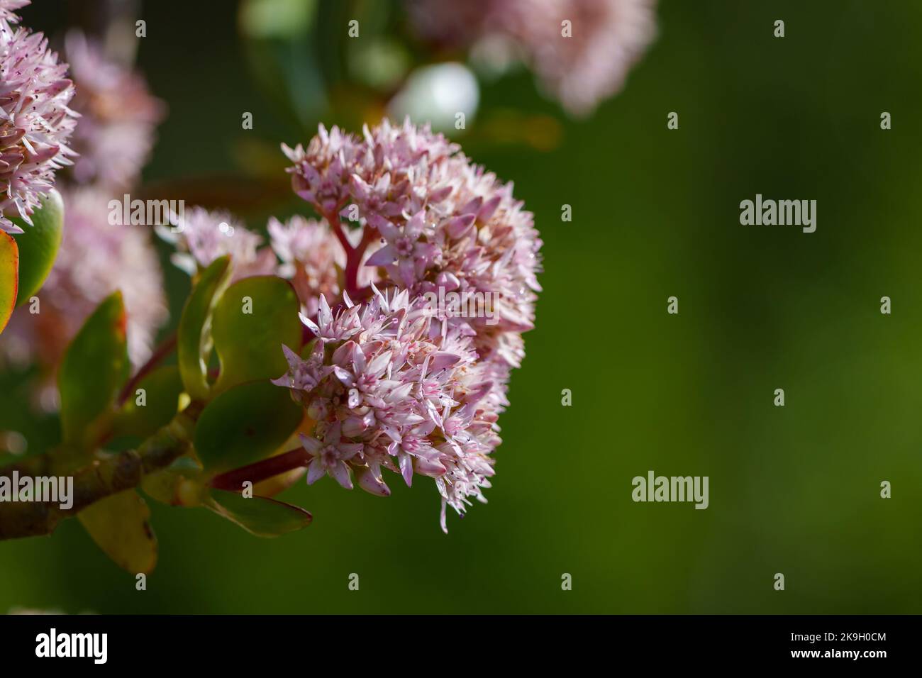 Kerky bush or jade plant (Crassula ovata). Cape Town, Western Cape