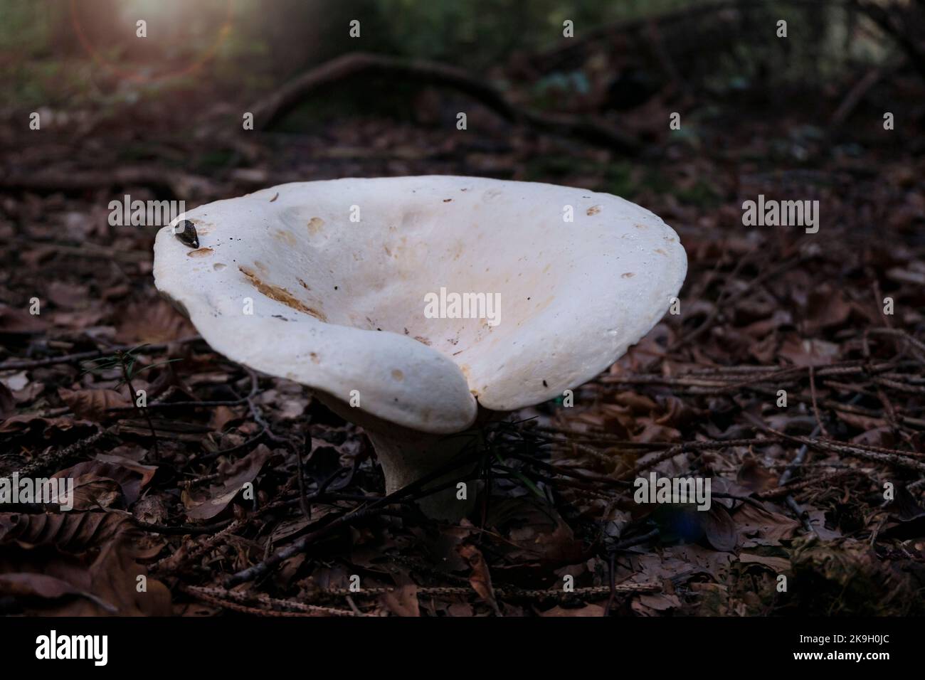Lactarius vellereus commonly known as the fleecy milk-cap. Big white mushroom and autumn leaves on the ground. Stock Photo