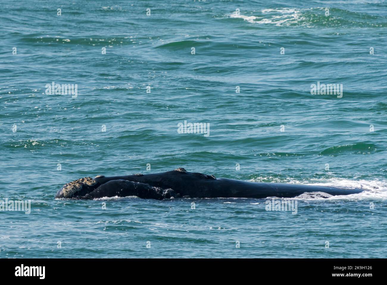 Southern right whale (Eubalaena australis) adult. Hermanus, Whale Coast ...