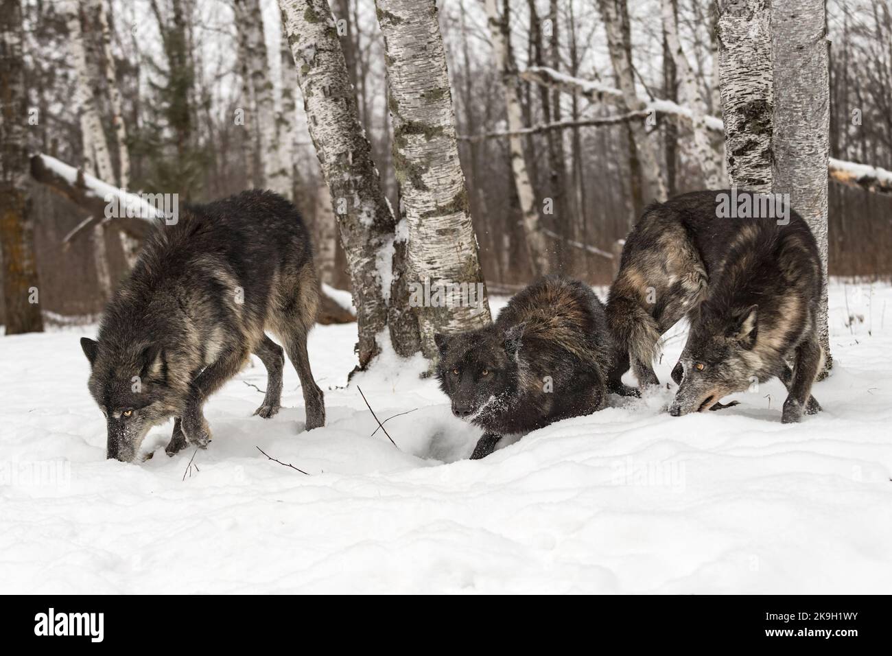 Three Black Phase Grey Wolves (Canis lupus) Sniff in Snow Near Forest Winter - captive animals Stock Photo