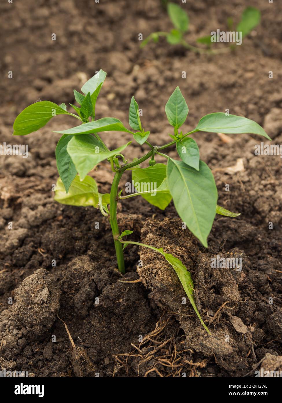 Pepper in open ground. Green fresh leaves of edible plant. Gardening at