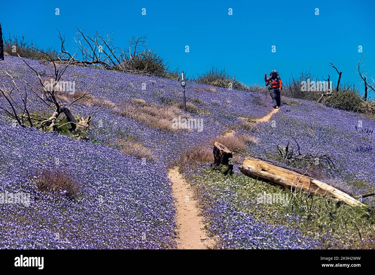 Desert bluebells in the Mojave Desert, Pacific Crest Trail, Tehachapi, California, USA Stock Photo