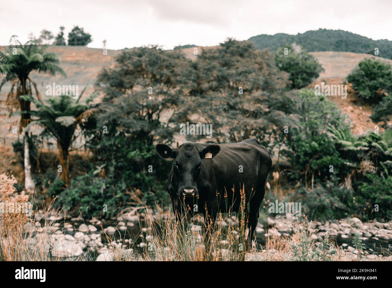 big skinny black cow staring at the photographer by the side of the shallow river by the forest on waitawheta tramway, new zealand Stock Photo