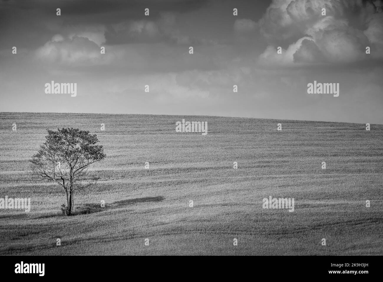 Single tree in wheat field and dramatic sky at evening Stock Photo - Alamy