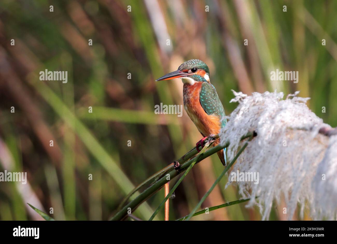 The common kingfisher (Alcedo atthis), also known as the Eurasian kingfisher and river kingfisher. Stock Photo
