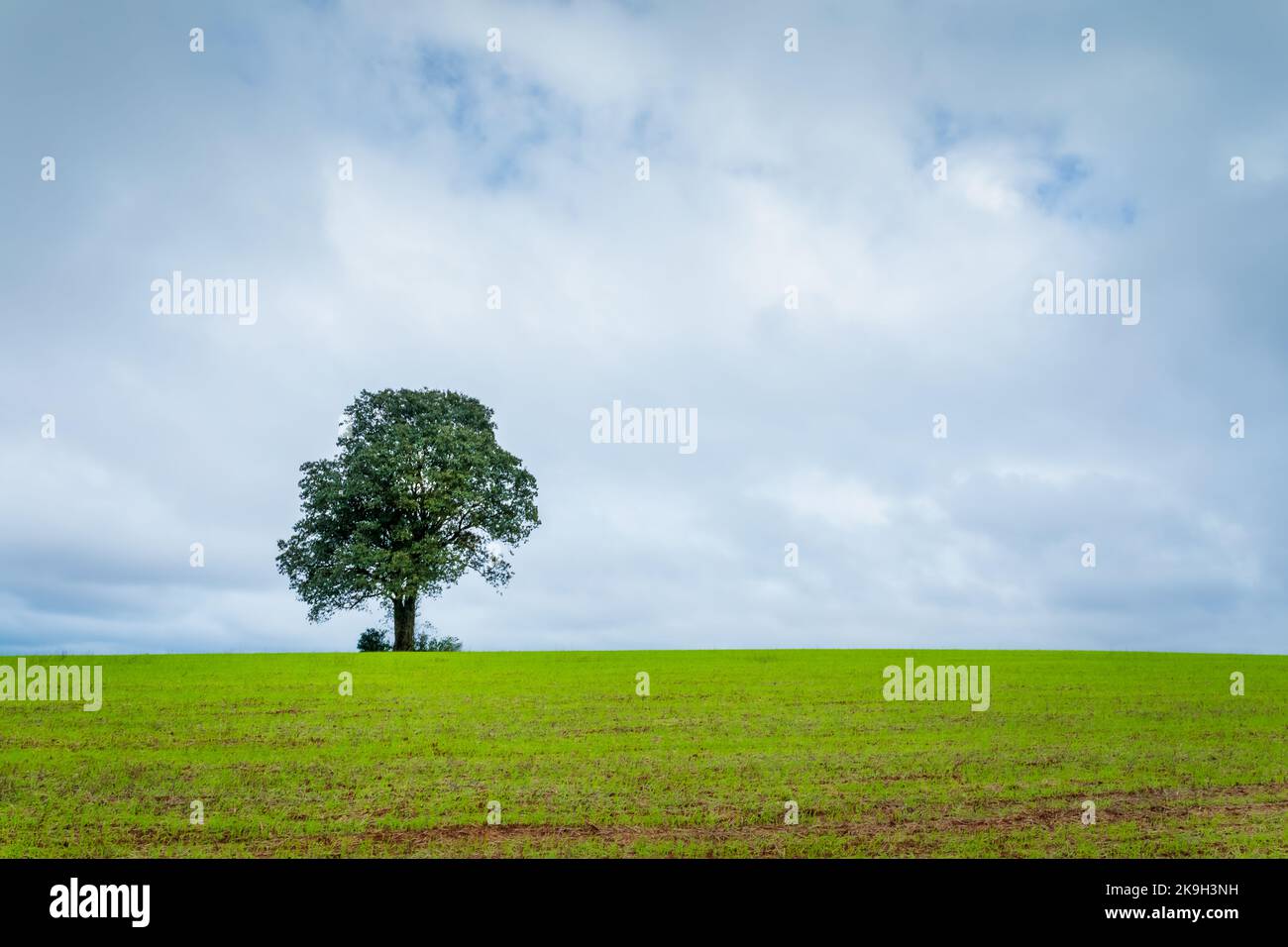Single tree in wheat field and dramatic sky at evening Stock Photo
