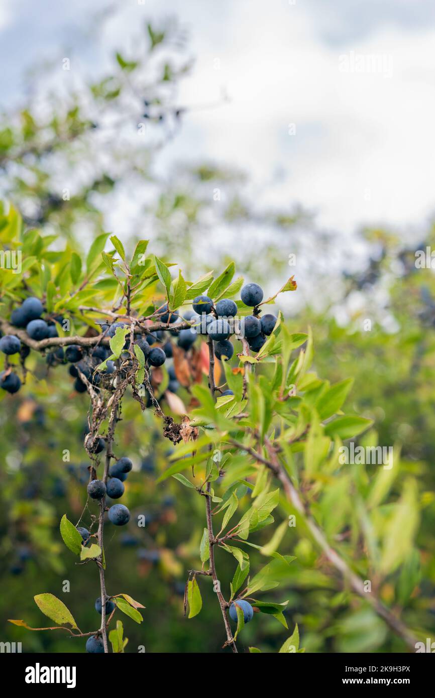 Wild blackthorn bushes (lac.Prunus Spinosa Stock Photo Alamy