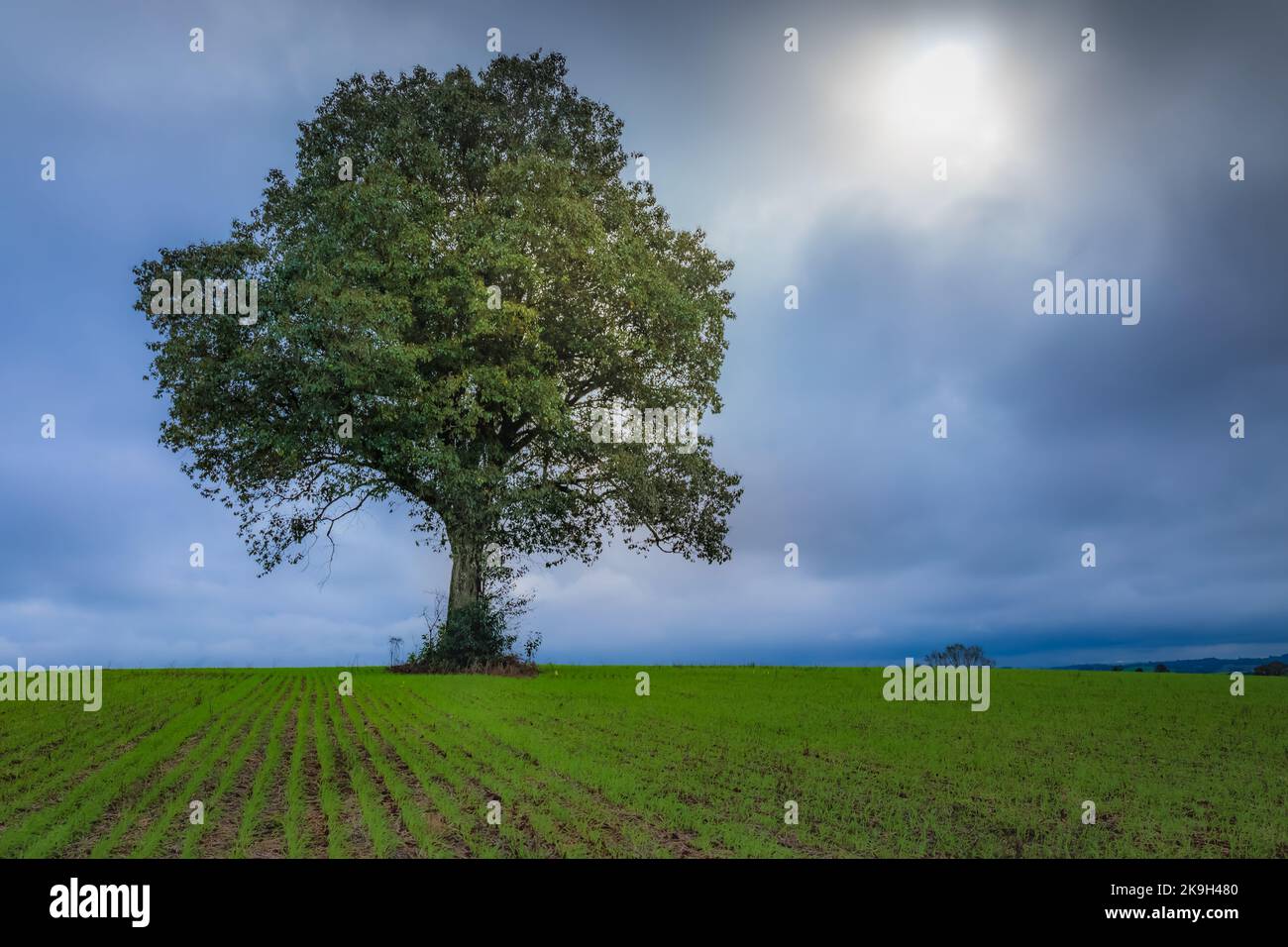Single tree in wheat field and dramatic sky at evening Stock Photo