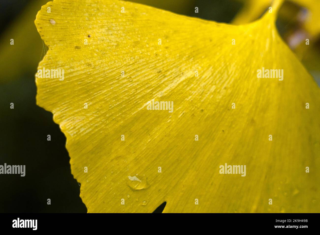 A yellow ginkgo biloba leaf Stock Photo