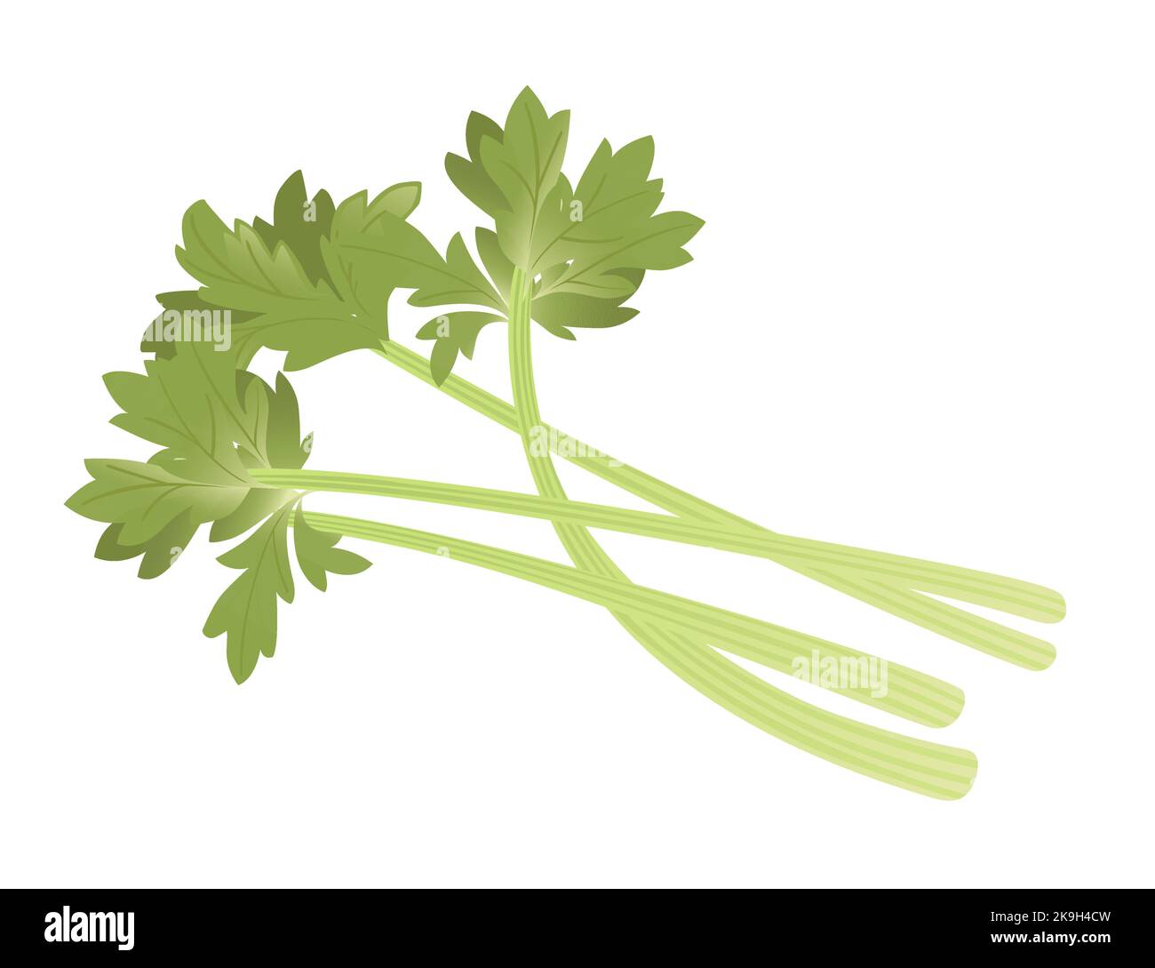 Celery green leaves cartoon vegetable plant vector illustration isolated on white background Stock Vector