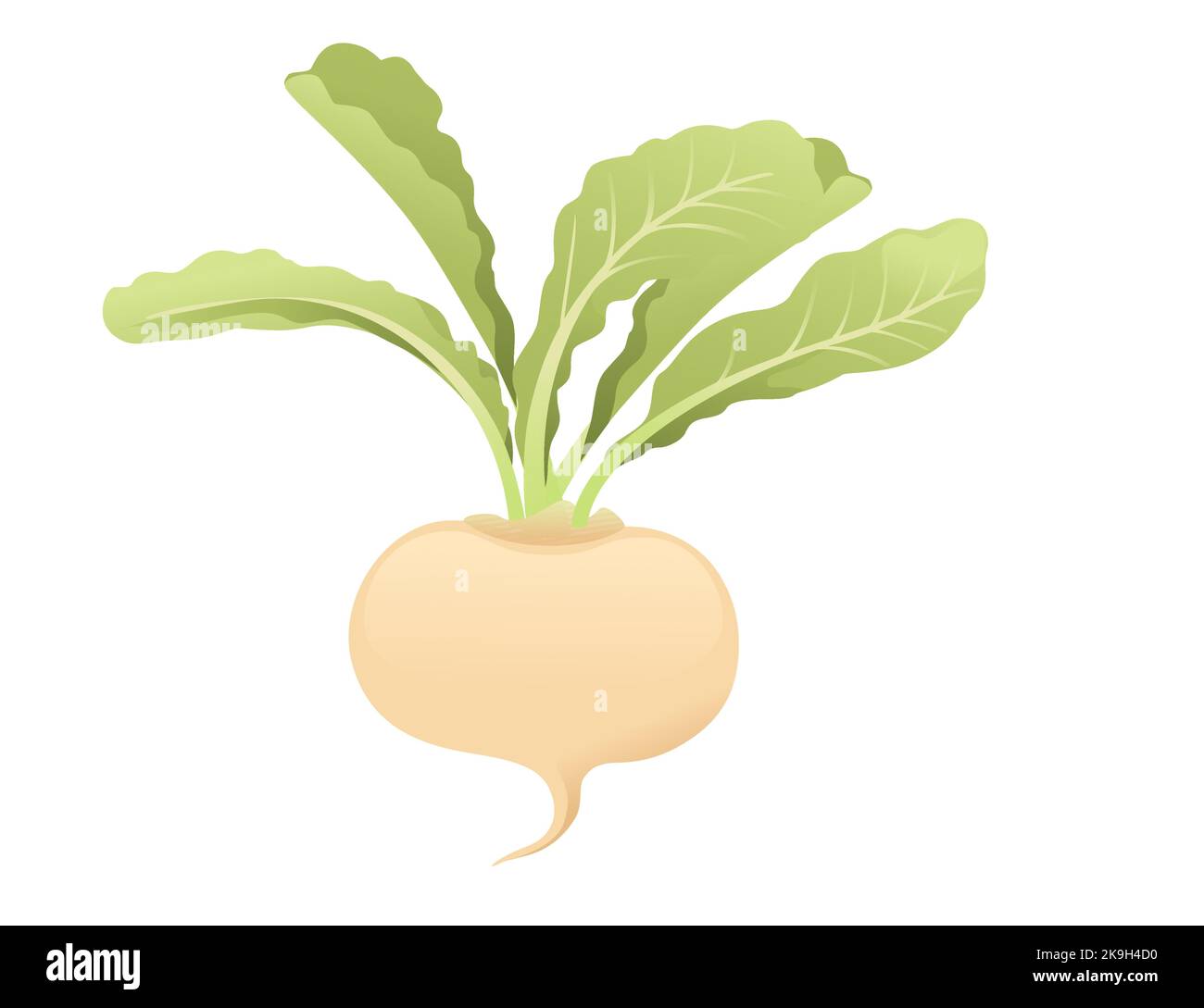 White radish root with green leaves cartoon plant design vector illustration isolated on white