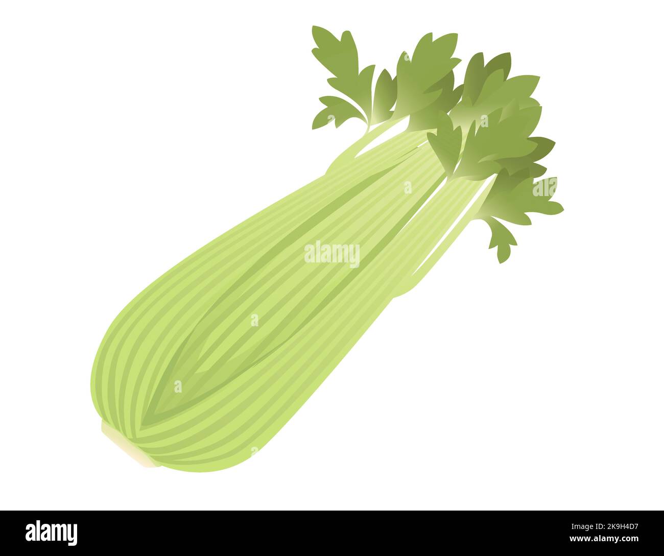 Celery green stem and leaves cartoon vegetable plant vector