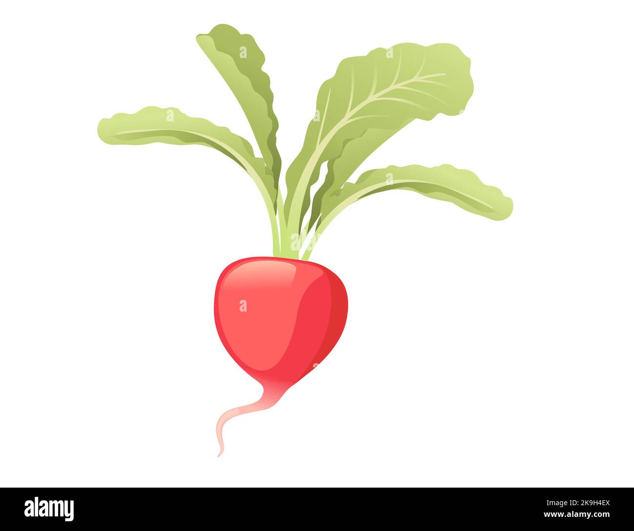 Red radish root with green leaves cartoon plant design vector