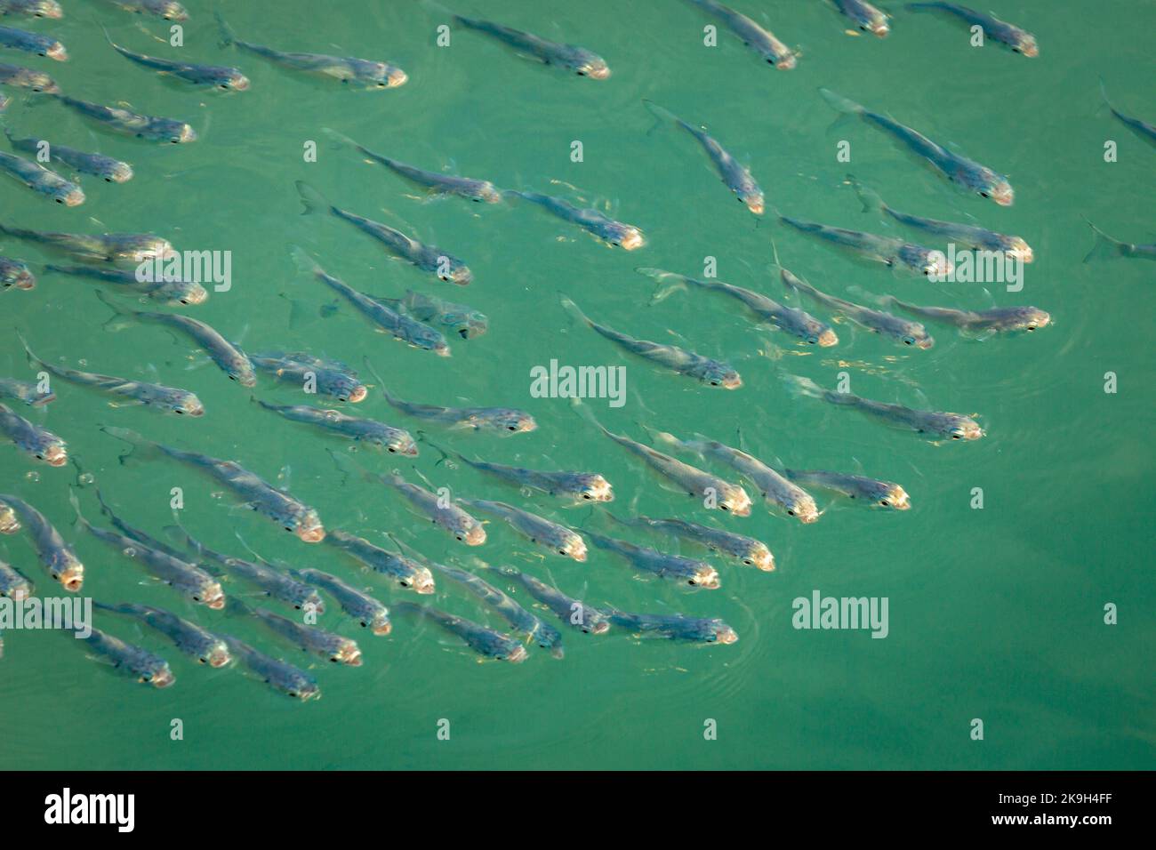 School of sardines young fish under translucent caribbean sea, Aruba beach Stock Photo