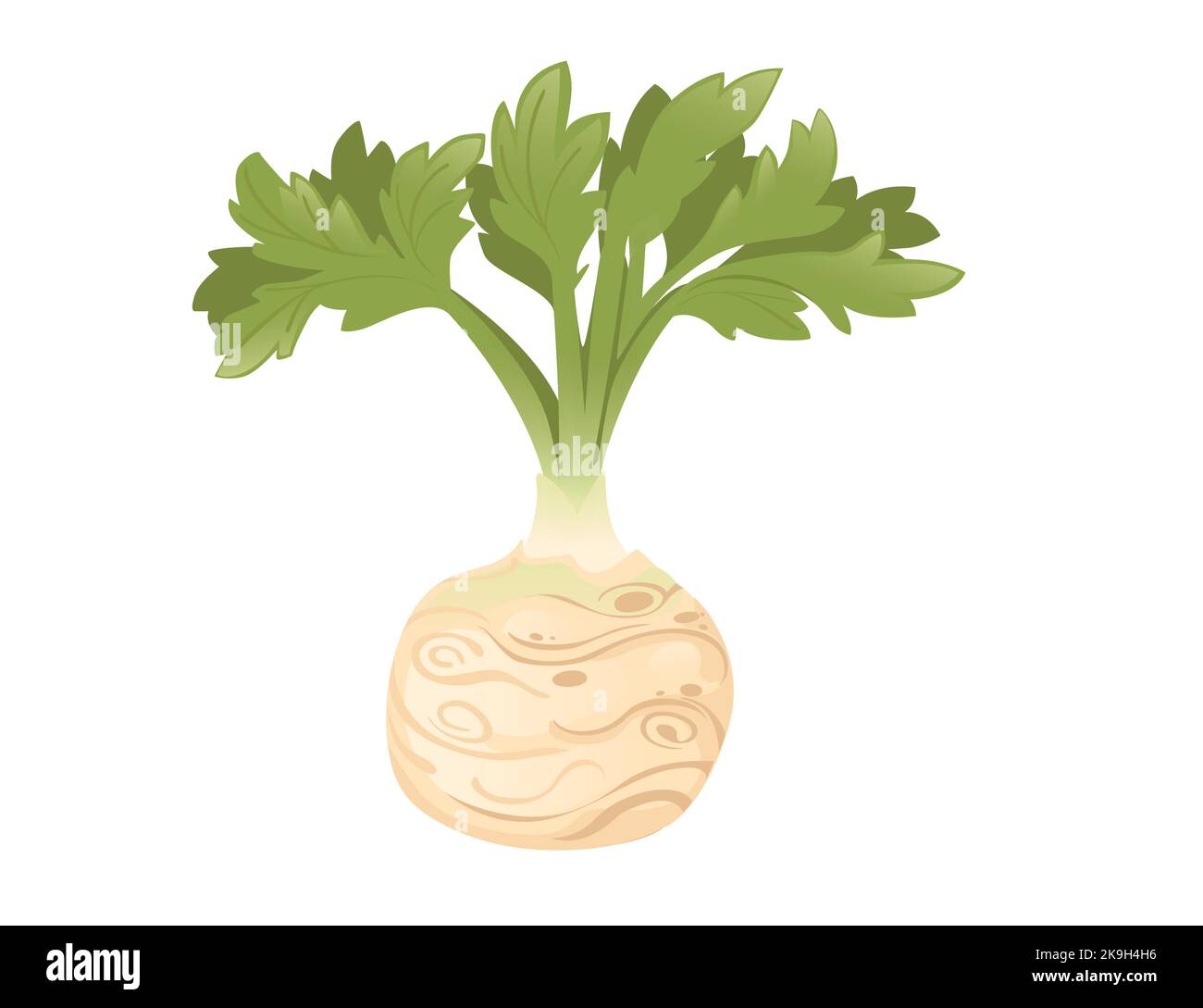 Celery root with green stem cartoon vegetable plant vector illustration isolated on white background Stock Vector