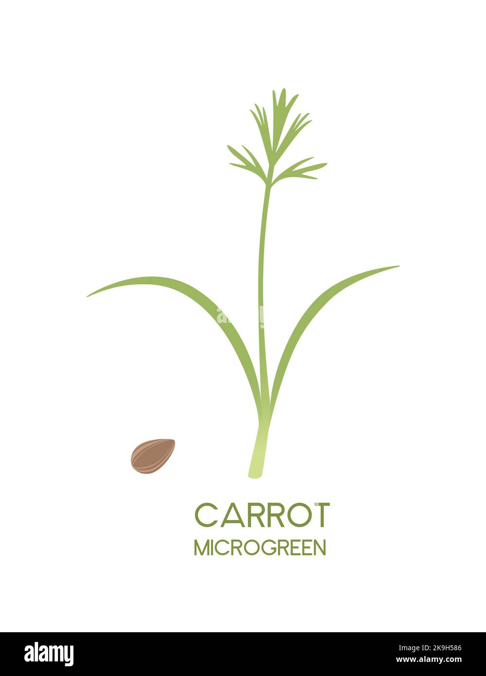 Fresh microgreen superfood sprouts carrot healthy nutrition vector illustration isolated on white background Stock Vector