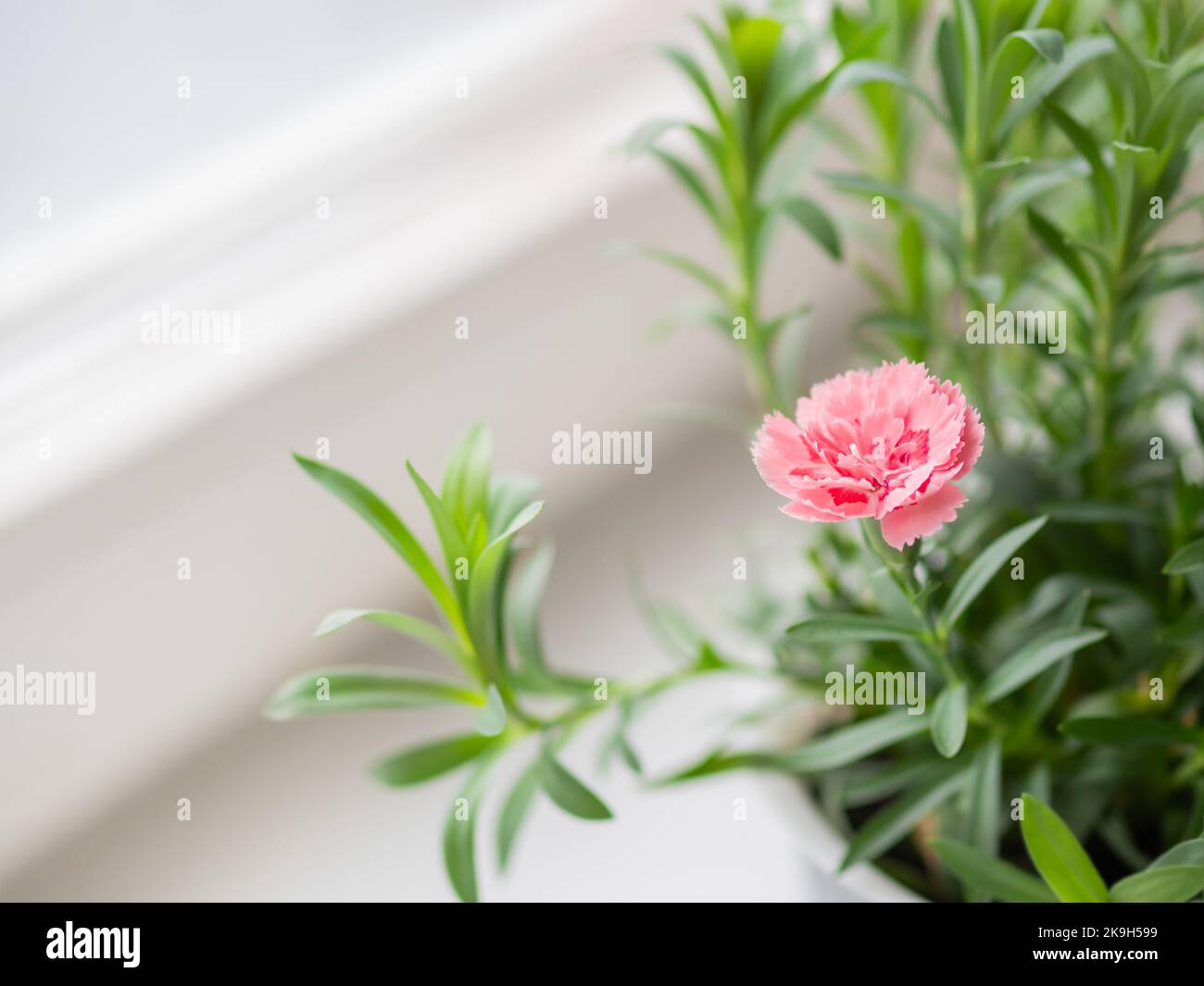 Pink flower of Dianthus chinensis, commonly known as rainbow pink or China pink. Blooming house plant on window sill. Stock Photo
