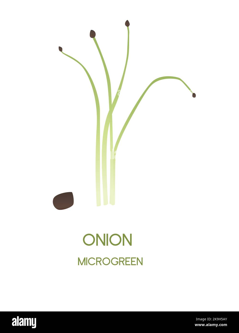 Fresh microgreen superfood sprouts onion healthy nutrition vector
