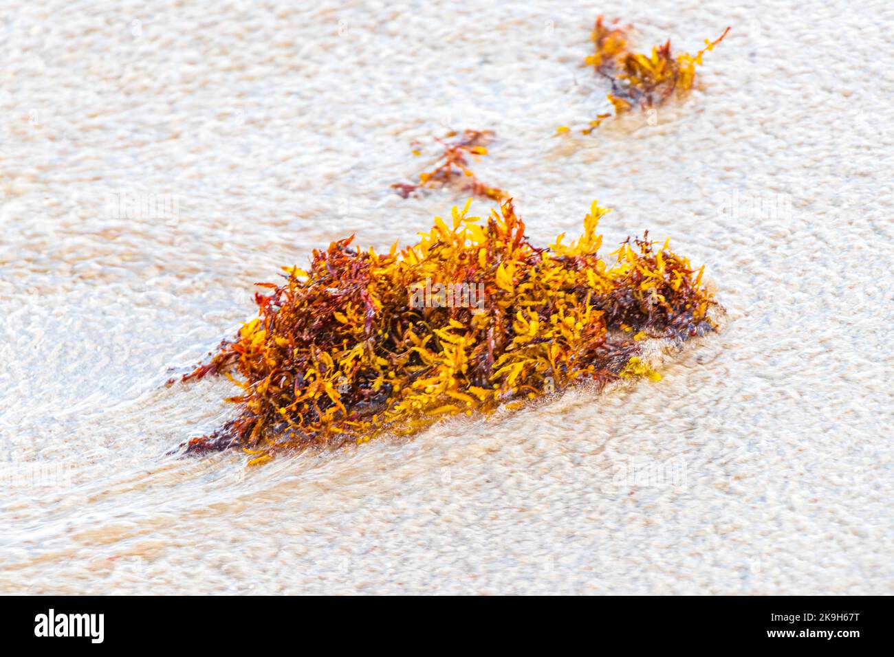 Yellow red orange seaweed seagrass sargazo at tropical mexican beach in