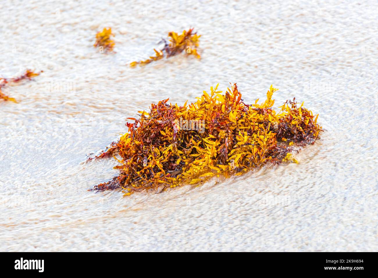 Yellow red orange seaweed seagrass sargazo at tropical mexican beach in