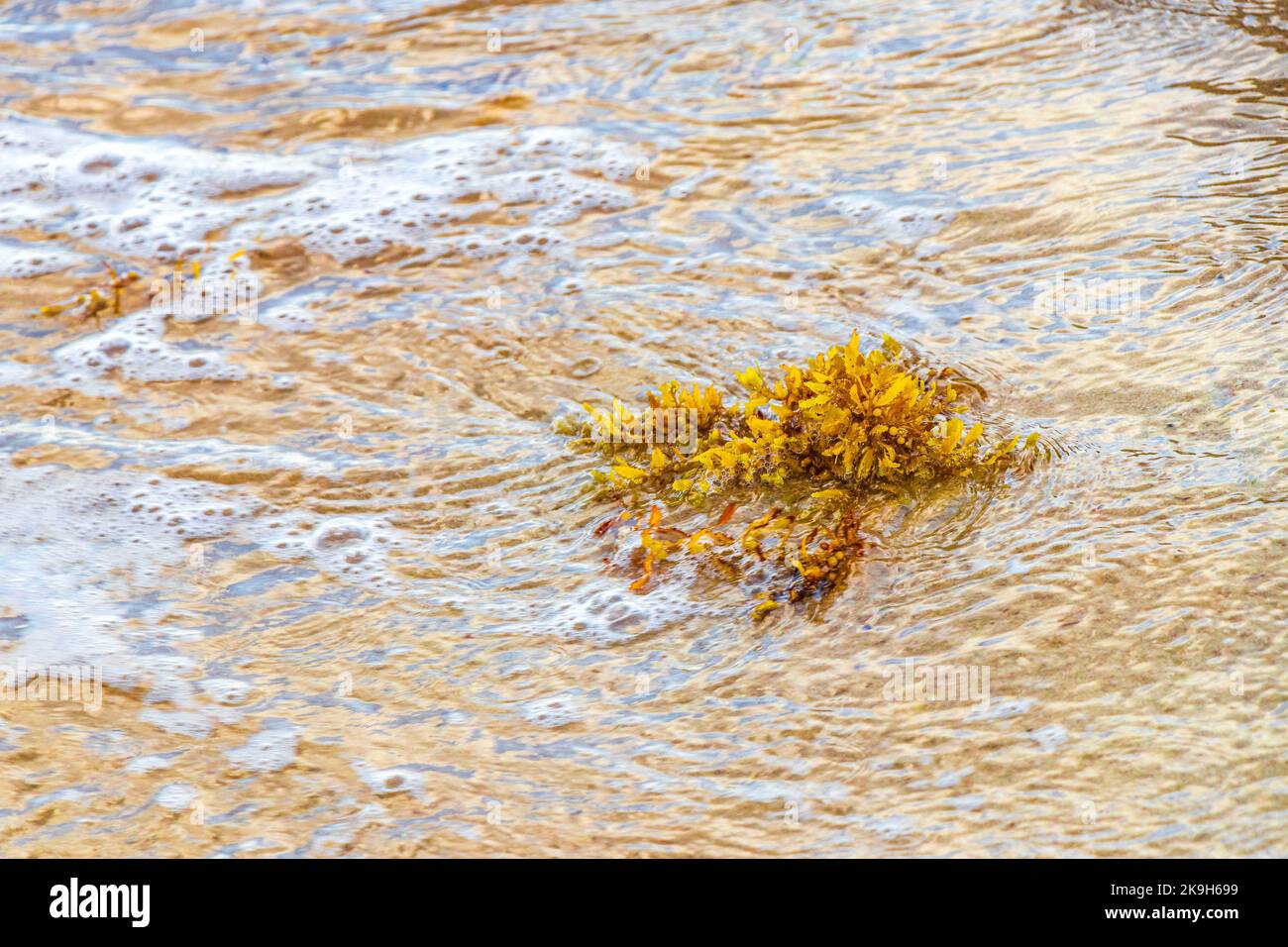 Yellow red orange seaweed seagrass sargazo at tropical mexican beach in