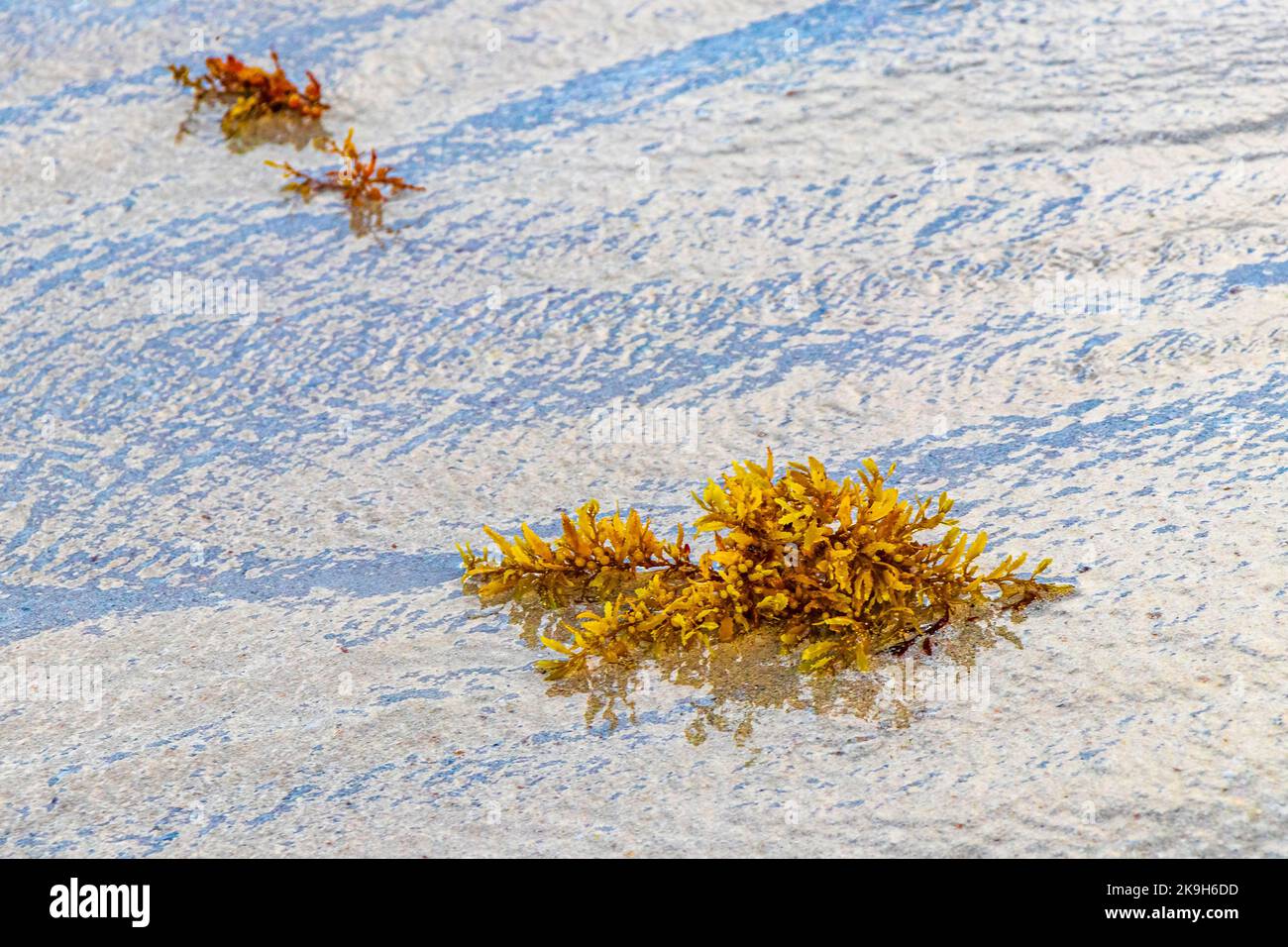 Yellow red orange seaweed seagrass sargazo at tropical mexican beach in