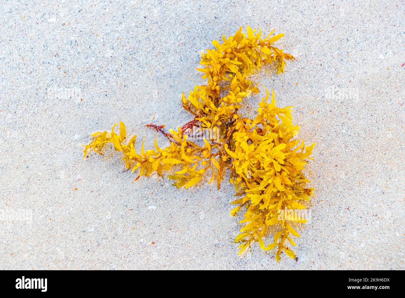 Yellow red orange seaweed seagrass sargazo at tropical mexican beach in