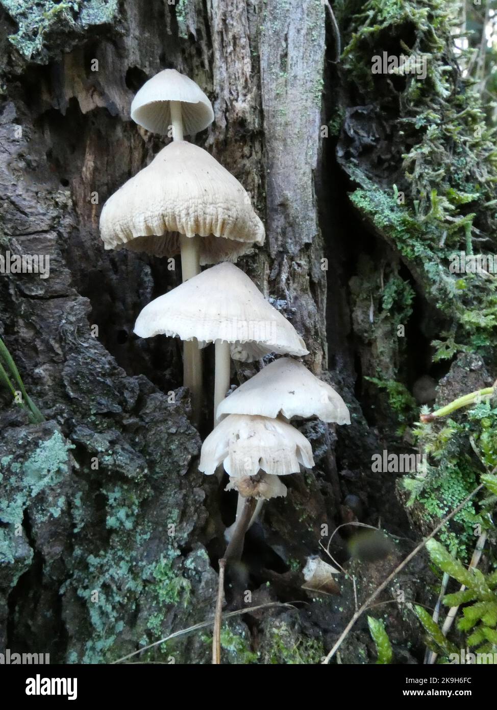 Mycena galericulata, common bonnet, toque mycena, common mycena or rosy-gill fairy helmet are the names of this cute group of mushrooms growing on a t Stock Photo