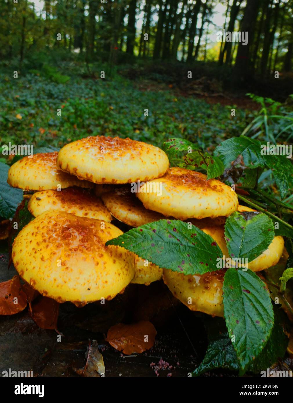 Caps of the Dark Honey Fungus in a forest in Germany Stock Photo