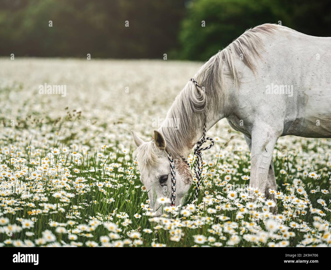 White Arabian horse grazing on forest meadow with many wild daisy