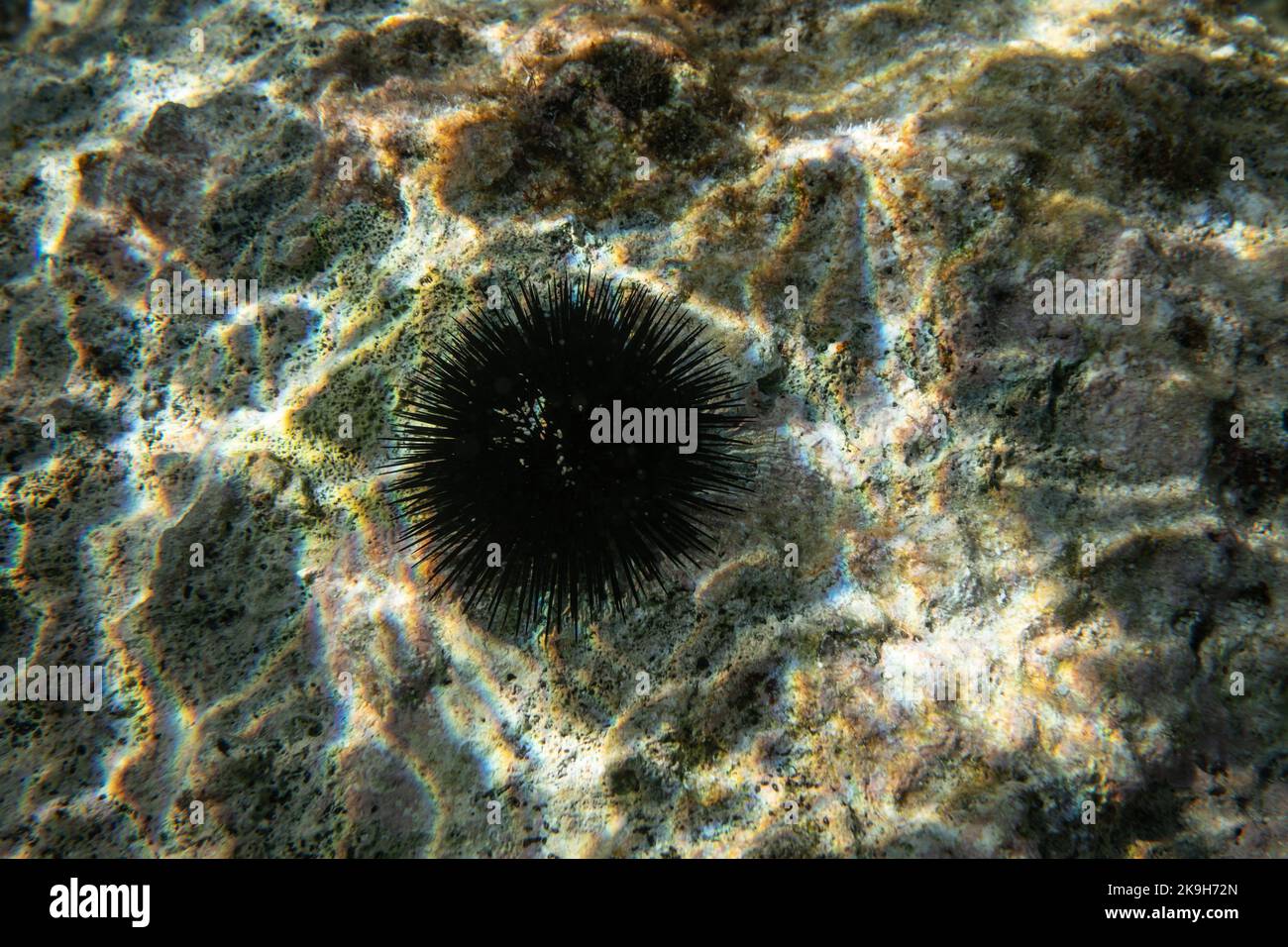Black sea urchin with many spikes on sun lit rock - underwater closeup photo Stock Photo