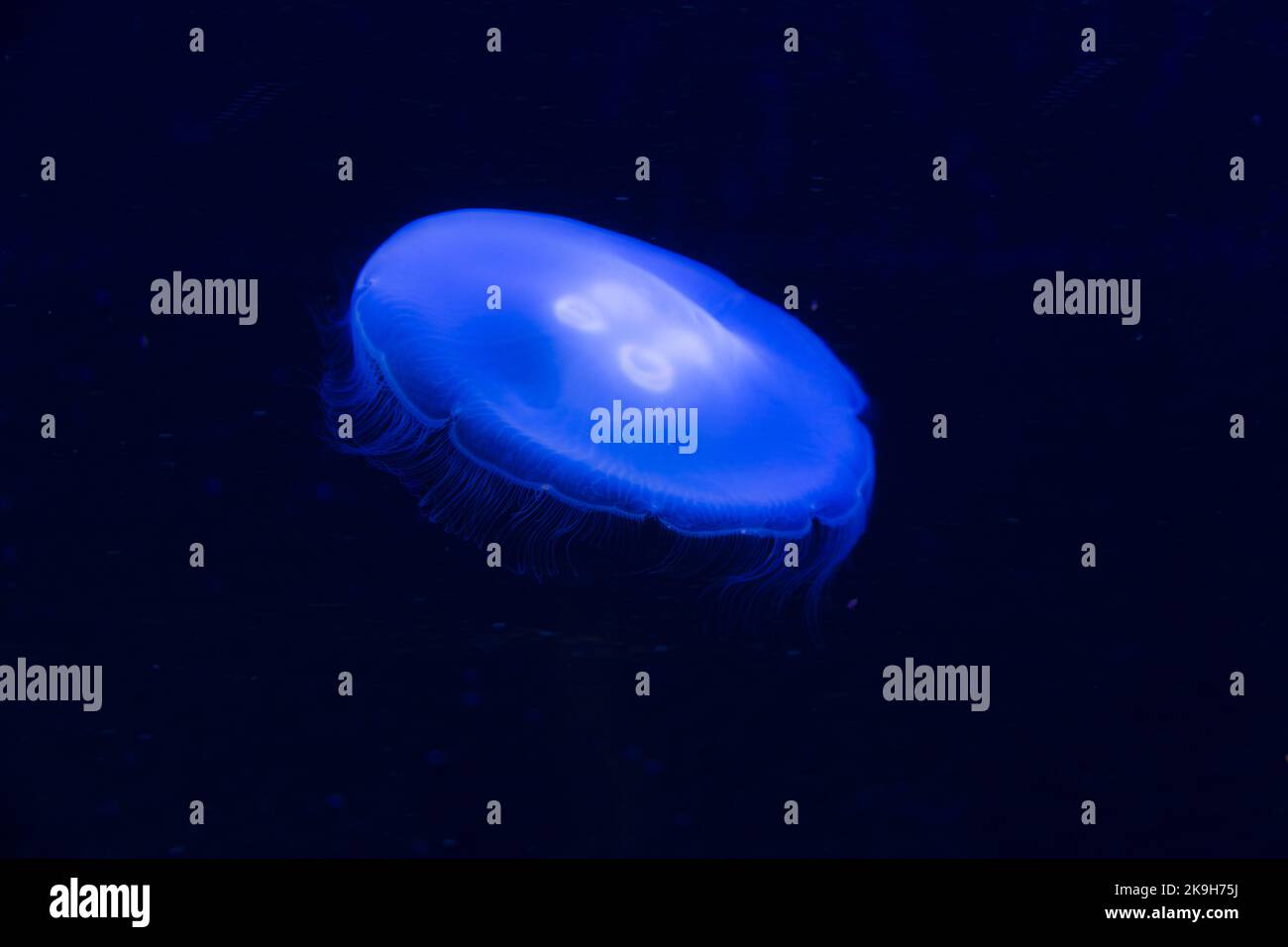 Glowing blue jellyfish in the deep sea Stock Photo - Alamy
