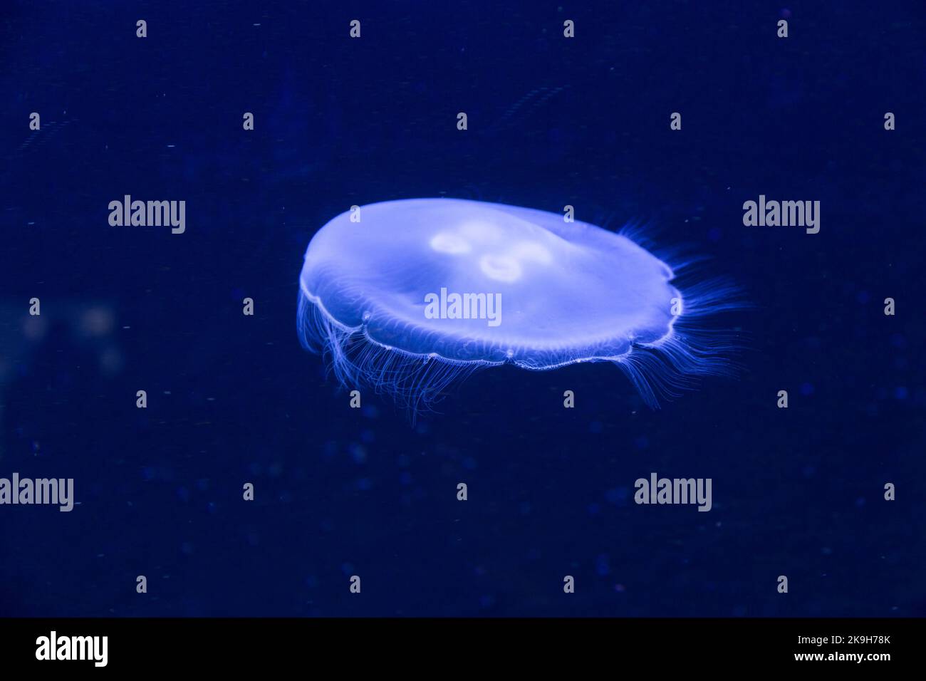 Glowing blue jellyfish in the deep sea Stock Photo - Alamy