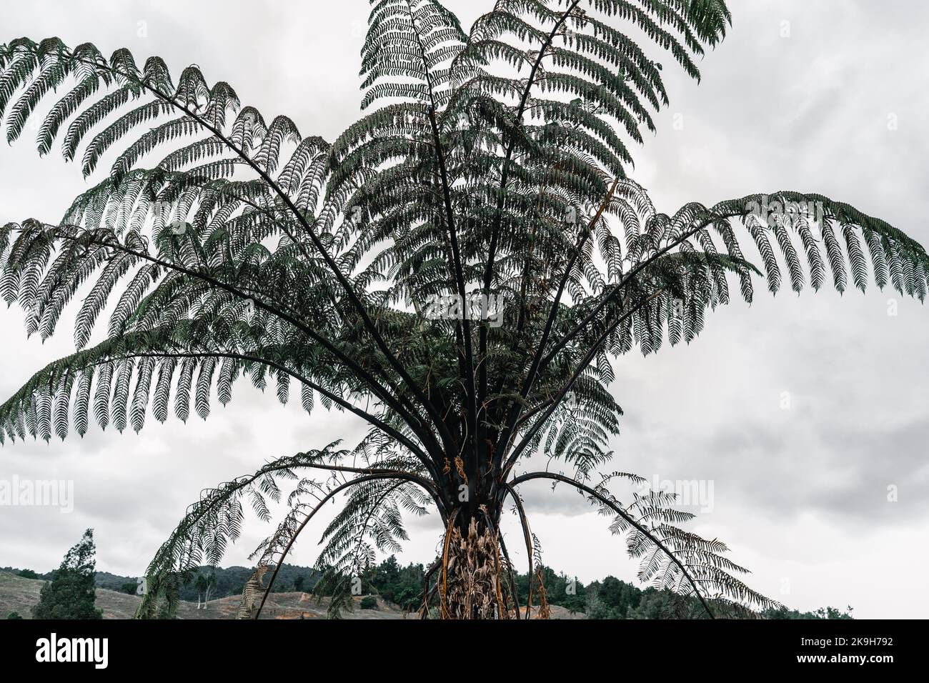 large palm tree with narrow brown branches with narrow long leaves in the forest under a cloudy