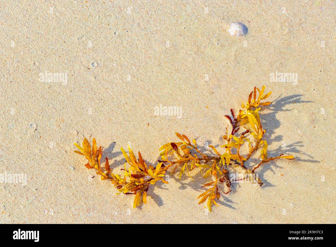 Yellow red orange seaweed seagrass sargazo at tropical mexican beach in