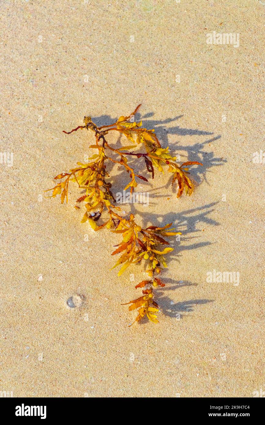 Yellow red orange seaweed seagrass sargazo at tropical mexican beach in